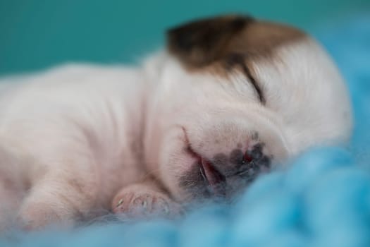 Little cute puppies are sleeping on a blanket