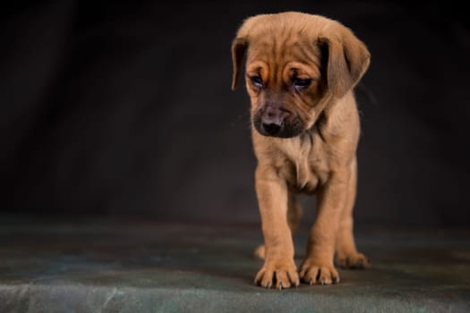 Small dog on a black background