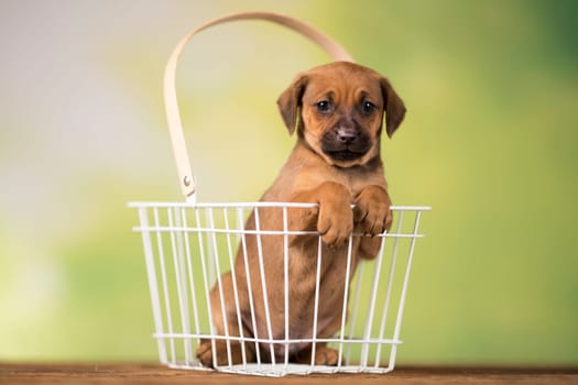 Pet, Little puppy dog, animals concept