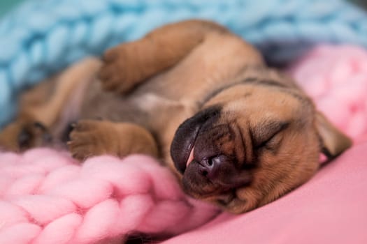 Little cute puppies are sleeping on a blanket
