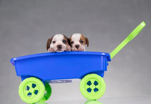 Cute doggies in a toy wagon