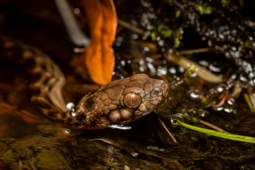 Malagasy Cat-eyed Snake, Madagascarophis colubrinus is a species of snake of the family Pseudoxyrhophiidae, nocturnal snake, Kirindy forest, Madagascar wildlife animal