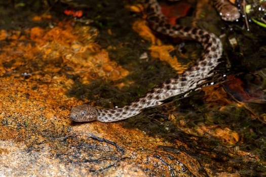 Malagasy Cat-eyed Snake, Madagascarophis colubrinus is a species of snake of the family Pseudoxyrhophiidae, nocturnal snake, Kirindy forest, Madagascar wildlife animal