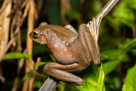Madagascan Treefrog, Boophis madagascariensis, endemic species of frog in the family Mantellidae. Andasibe-Mantadia National Park, Madagascar wildlife animal