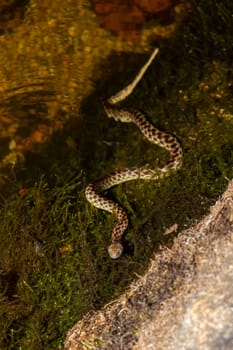 Malagasy Cat-eyed Snake, Madagascarophis colubrinus is a species of snake of the family Pseudoxyrhophiidae, nocturnal snake, Kirindy forest, Madagascar wildlife animal