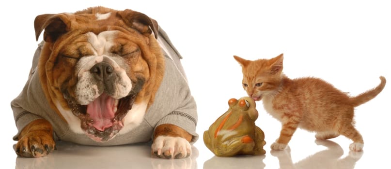 english bulldog laughing at small kitten kissing a toad