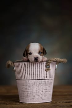 A small dog in a metal bucket