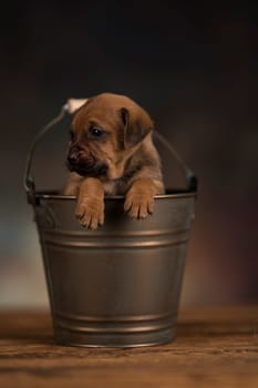 Dog in a metal bucket