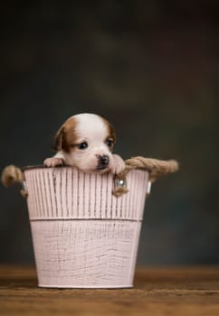 A small dog in a metal bucket