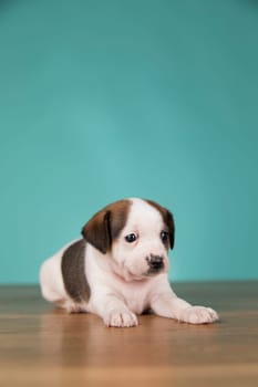 Little puppy dogs, animals concept