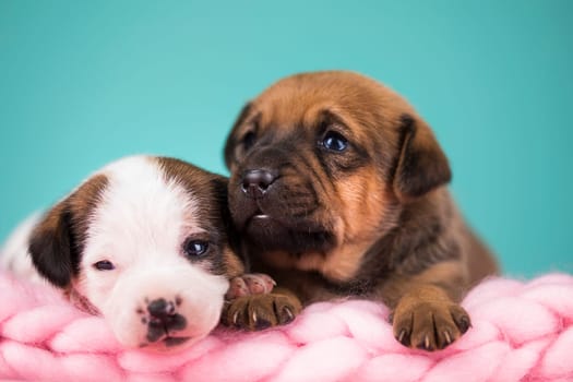 Dogs on a sleeps on a blanket