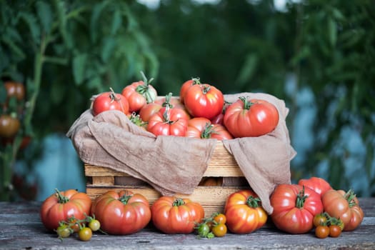 Vegetables, tomatoes on wooden desk