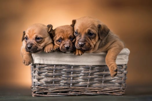 Little dogs in a wicker basket