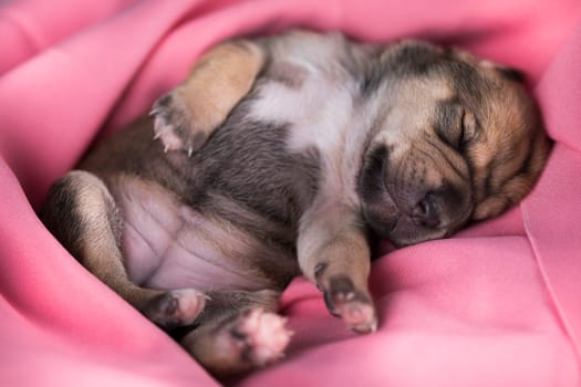 A beautiful little dog sleeps on a pink blanket