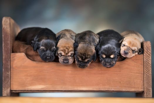 Little puppies sleeping in bed