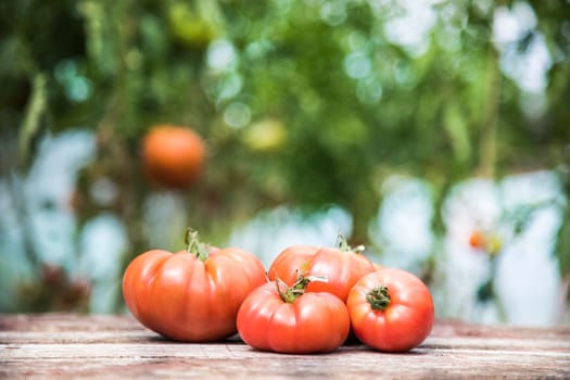 Vegetables, tomatoes on wooden desk