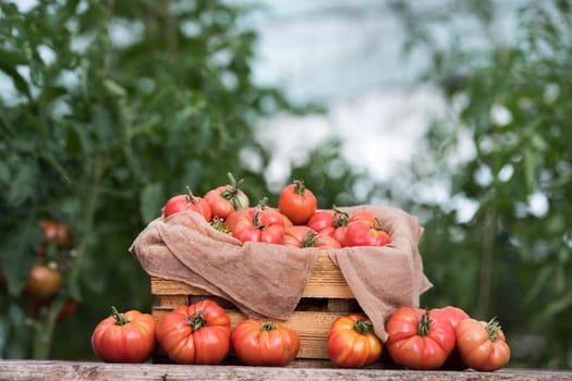 Fresh tomatoes in a wooden crate