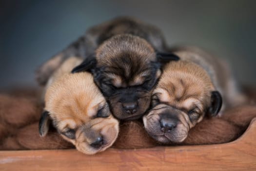 Dogs sleep on a small wooden bed