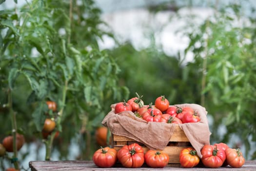 Vegetables, Tomatoes,  on desk in garden