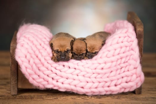 Dogs sleep on a small wooden bed