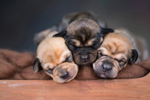 The dogs sleep on a wooden bed