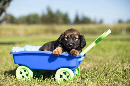 Beautiful little puppies in a toy wagon on the grass