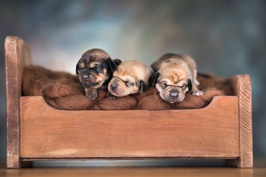Dogs sleep on a small wooden bed