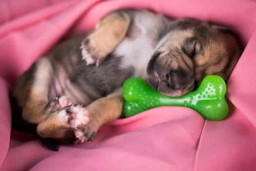 Dog sleeps with a rubber bone on a pink blanket