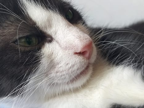 Muzzle of a black and white cat close-up from the side. Feline pink nose, white mustache, green eyes. A haughty look