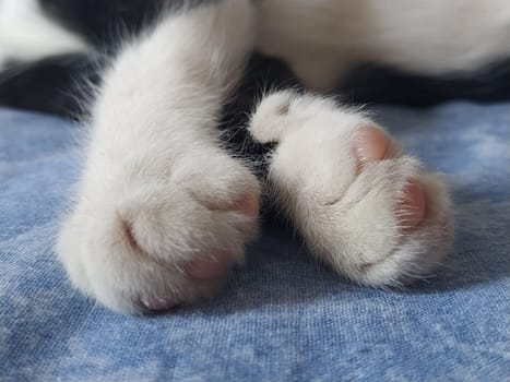 Paws of a black and white cat close up. The kitten sleeps on a blue blanket with its paws out. Photo blurred around the edges. Soft fluffy fingers and pink cat pads