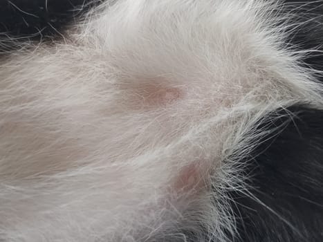 Cat nipples in closeup. Two pink nipples on the belly of a young male kitten. White-black wool around the animal's milk wands