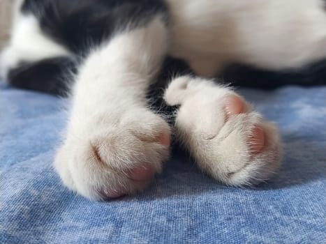 Paws of a black and white cat close up. The kitten sleeps on a blue blanket with its paws out. Photo blurred around the edges. Soft fluffy fingers and pink cat pads.