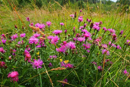 Meadow cornflower Centaurea jacea is a field weed plant, a species of the genus Cornflower of the family Asteraceae, or Compositae. Grows in meadows and forest edges. Violet elegant flower. Karelia.