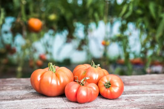 Vegetables, Tomatoes,  on desk in garden