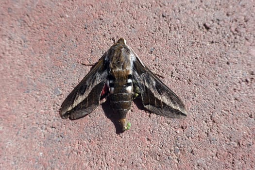 Kanaren-Wolfsmilchschwärmer (Hyles tithymali), Schmetterling mit Parasitenbefall, Grand Canaria, Spanian, San Agustin