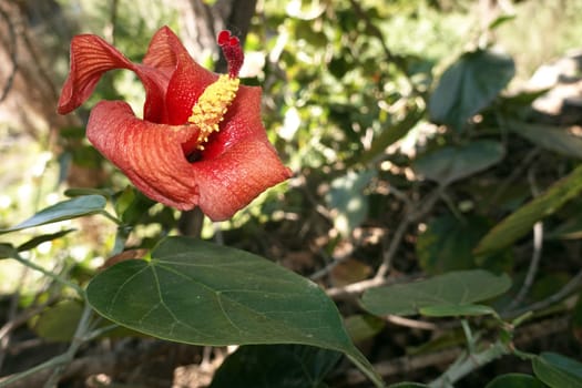 Talipariti elatum (Syn. Hibicus elatus), Gran Canaria, San Agustin