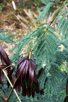 Weisskopf-Mimose, Weisskopfmimose, Wilde Tamarinde (Leucaena leucocephala), Gran Canaria, Spanien, San Agustin