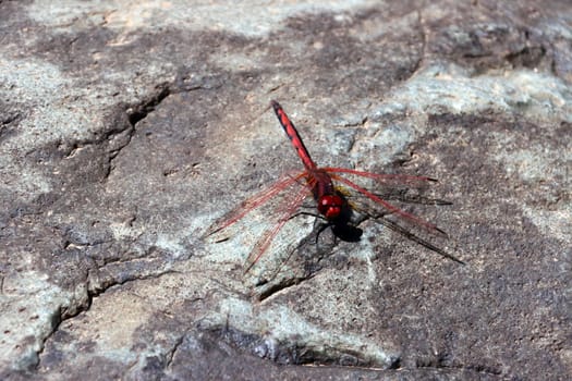 Rotader-Sonnenzeiger, Roter Sonnenzeiger (Trithemis arteriosa) im Barranco del Torre, Gran Canaria, Spanien, San Agustin