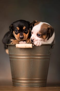 Dogs in a metal bucket
