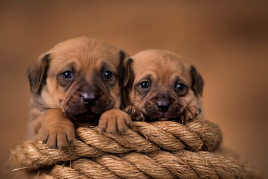 Little dog on a sailing rope