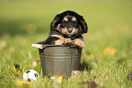 A small dog in a metal bucket