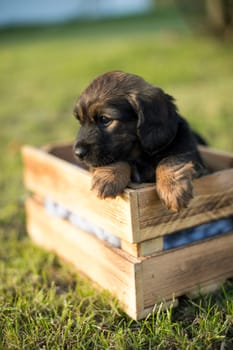 Cute little dog in a wooden crate on the grass