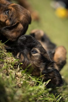Puppy dog on the grass