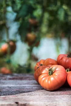 Vegetables, Tomatoes,  on desk in garden