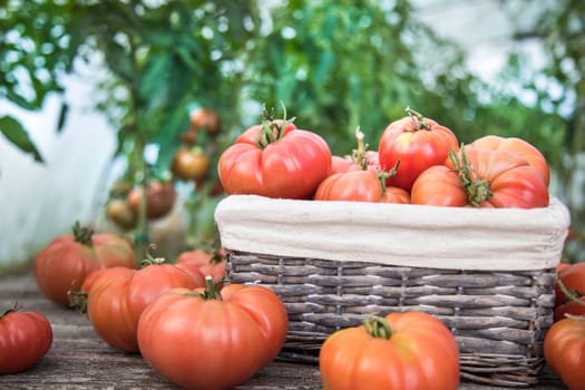 Vegetables, tomatoes on wooden desk
