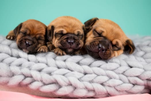 Pet, dog puppy, sleeps on a blanket