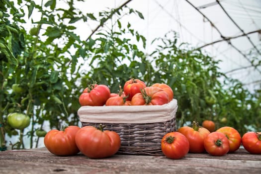 Vegetables, tomatoes on wooden desk