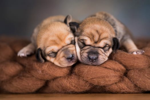 A beautiful little dog sleeps on a blanket