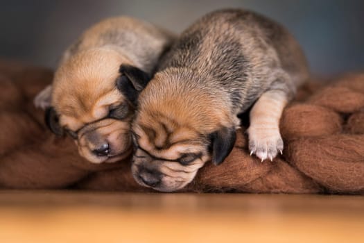 A beautiful little dog sleeps on a blanket