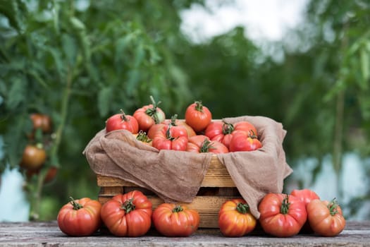 Vegetables, Tomatoes,  on desk in garden